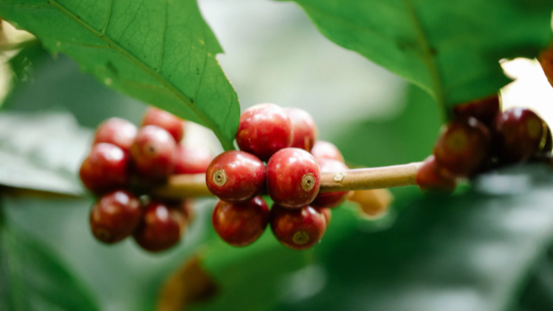 Happy Fair Trade Day!