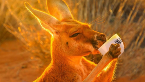 Happy Australia Day! 