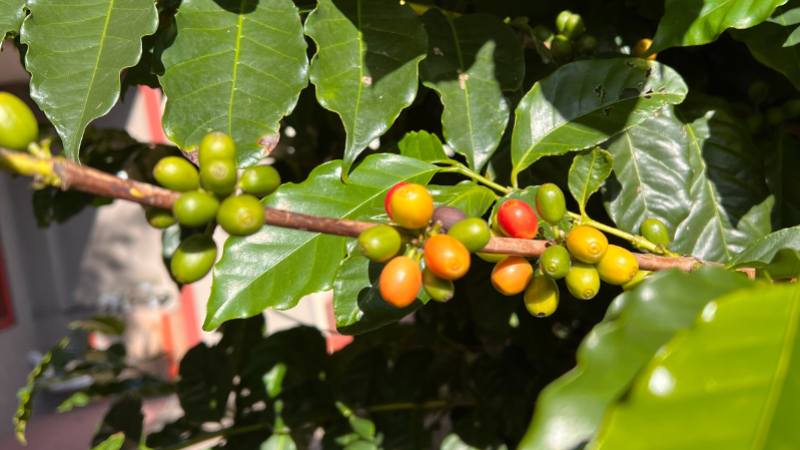 Coffee For A Long Life